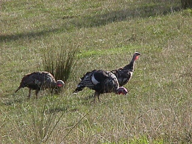Wild Turkeys